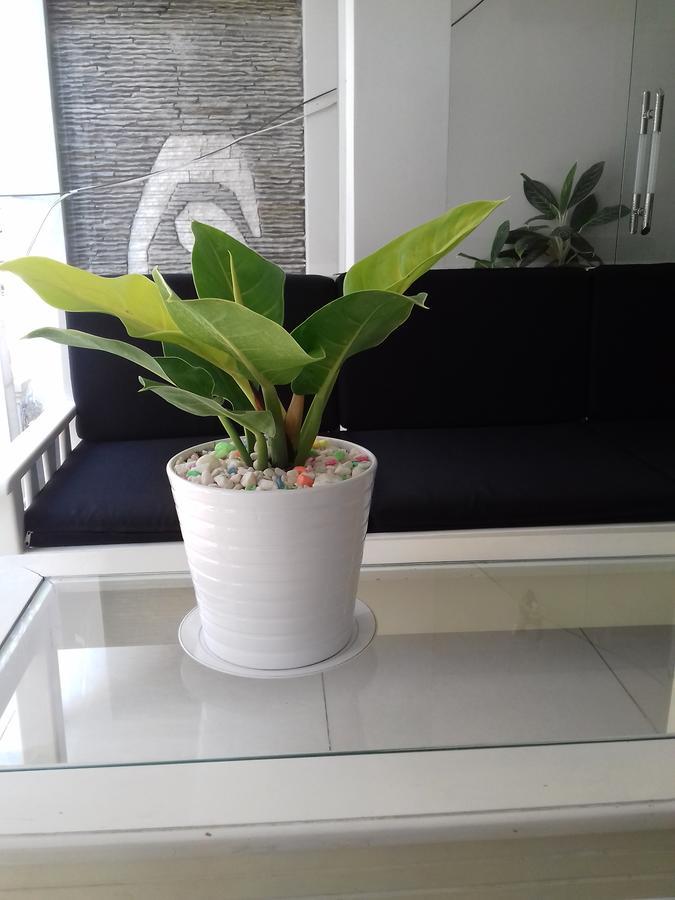 Seasala Hotel Vung Tau Extérieur photo